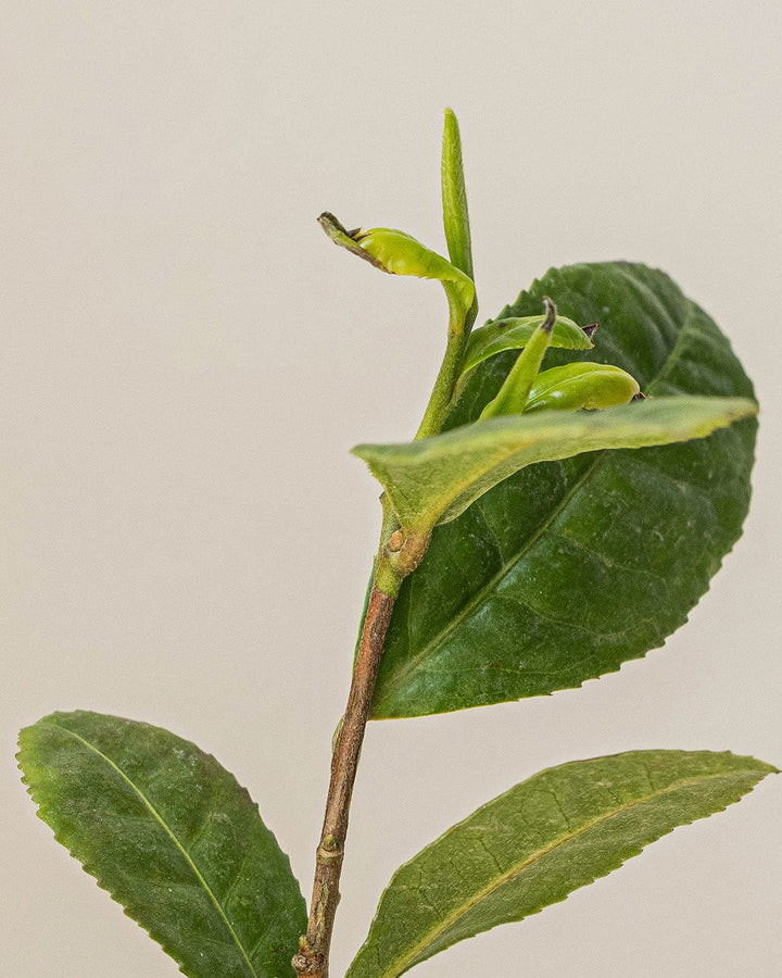 Green Tea Line
